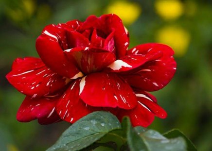 BEAUTIFUL RED - roses, red, blooms, flowers, gardens, plants