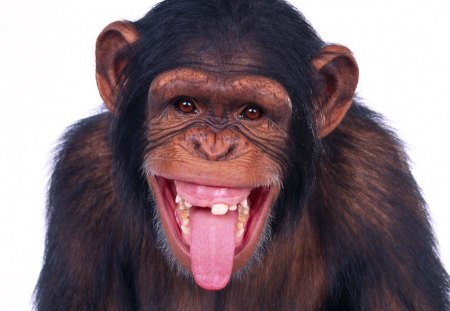 Cheeky Chimp - primate, face, chimp, cheeky, animal, funny, hilarious animals