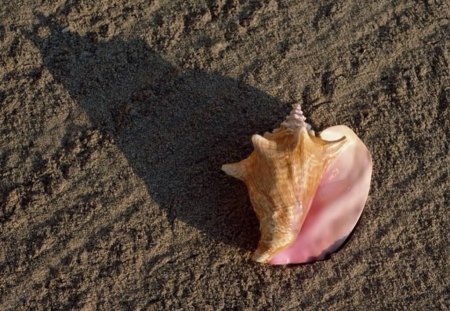 Shell - shell, shadow, nature, pink