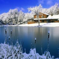 Winter Scene