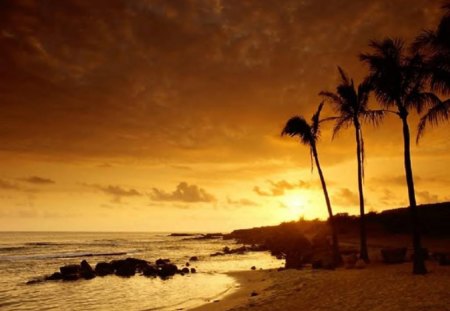 Beach Sunset - trees, sunset, ocean, beach