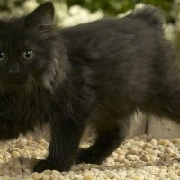 Norwegian Forest Cat Kitten