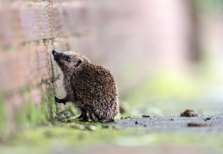 *** Hedgehog *** - jeze, sciana, zwierzeta, igly