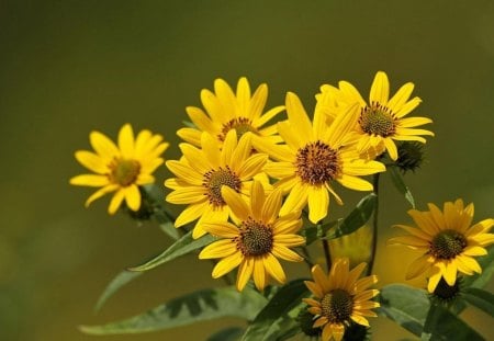 yellow daisies - flowers, yellow, nature, pretty