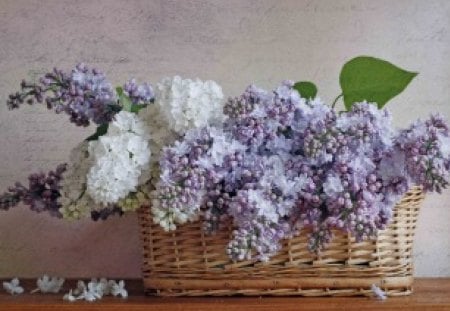 *** A basket full of lilac *** - kwiaty, bzy, natura, kosz