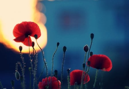 red poppies - flowers, delicate, night, poppies