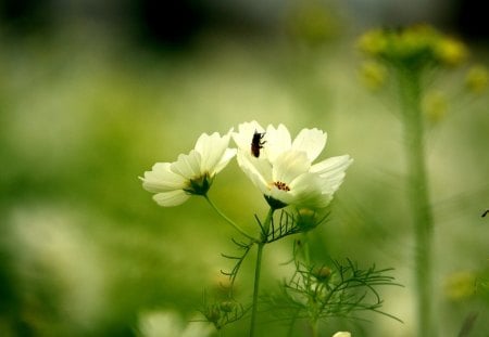 white kosmeya - flowers, white, nature, kosmeya