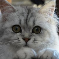 Cute grey kitty