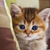 cute fluffy kitty