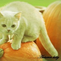 Autumn kitty