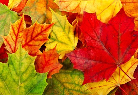 Leaves - pretty, autumn colors, beautiful, photography, beauty, lovely, leaves, fall, autumn, autumn splendor, autumn leaves, leaf