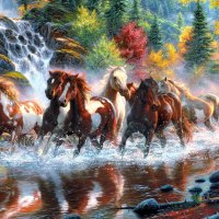 Herd of wild horses in river