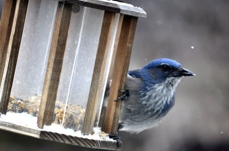 Beautiful Blue Bird Feeding in Winter - birds, winter, feeding, blue, animals