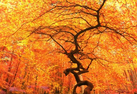 autumn tree - orange, tree, autumn, magic