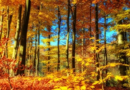 autumn beauty - blue, autumn, forest, orange, sky