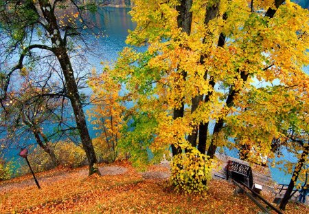 Autumn river view - pretty, relax, yellow, high, stream, calmness, riverbank, bench, waters, golden, nice, falling, branches, carpet, beautiful, slope, lovely, rest, tree, fall, colorful, river, nature, autumn, serenity, foliage