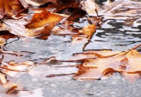 Float Away Fall - nature, autumn, fall, puddle, rain, water, leaves, leaf