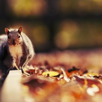 Cute Squirrel in Autumn