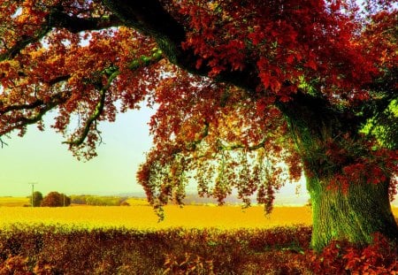 AUTUMN TREE - field, tree, nature, autumn