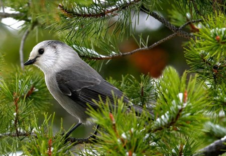 Beautiful Gray Jay - birds, animals, jays, gray