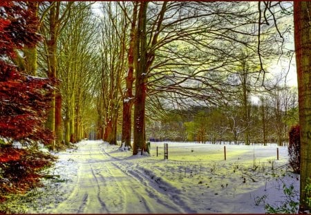 AUTUMN  & WINTER - path, trees, winter, autumn, forest