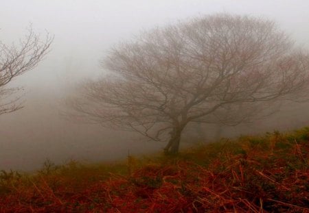 AUTUMN FOG - fog, autumn, field, forest