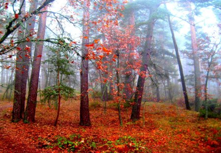 AUTUMN FOREST - nature, season, autumn, forest