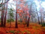 AUTUMN FOREST