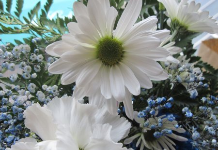 White daisy - white, photography, blue, green, flowers, daisy