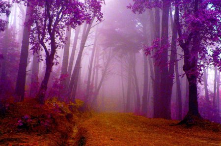 AUTUMN in PURPLE - forest, fog, purple, autumn