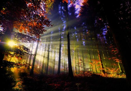 AUTUMN SUN BEAMS - sunlight, forest, beams, autumn