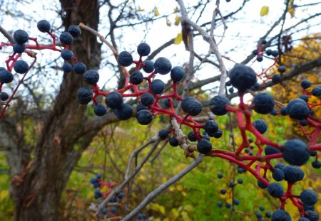 Blueberries - red, blue, tree, blueberry, berries, blueberries, vines, fruit