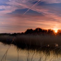 Sunset Beislandse Forest