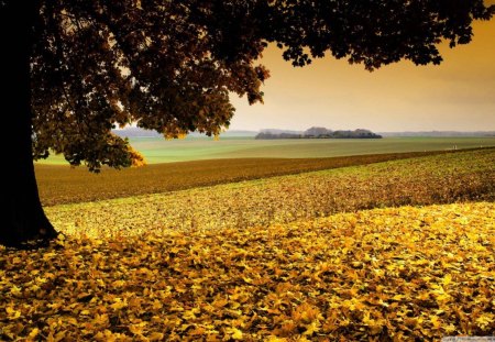 Field of Golden Leaves - sky, landscape, leaves, tree, field, gold