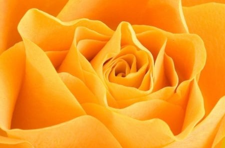 *** Yellow Rose *** - kwiaty, natura, roza, zolta