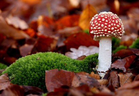 *** Red toadstool *** - grzyby, czerwony, muchomor, natura