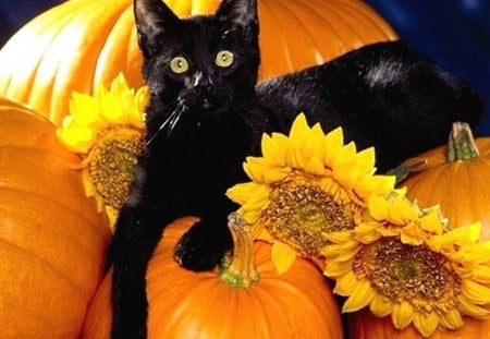 CAT ON PUMPKIN AND SUNFLOWER - citrouille, orange, fleurs, chat