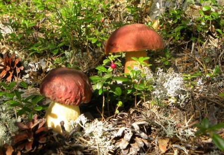 *** Mushrooms *** - prawdziwki, plody, jedzenie, grzyby