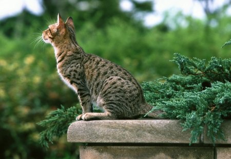 *** Incredibly beautiful cat *** - animal, animals, cat, grey, color