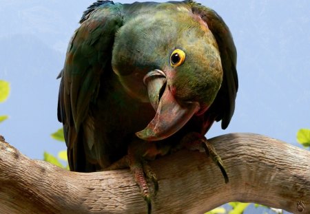 Parrot - bids, colors, nature, photo manipulation