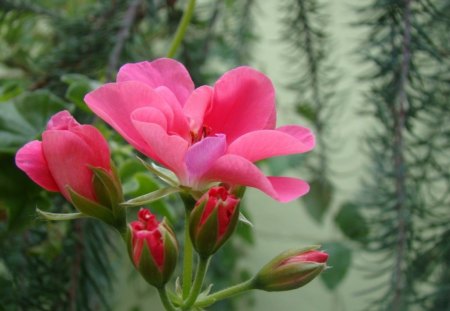 PINK HAPPINESS - geraniums, blooms, gardens, flowers, plants