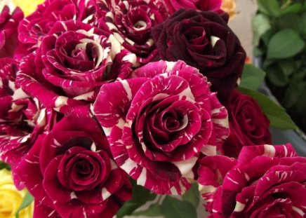 DARK LADY - bunches, roses, bouquets, pinks, burgundy, reds, bi-colour