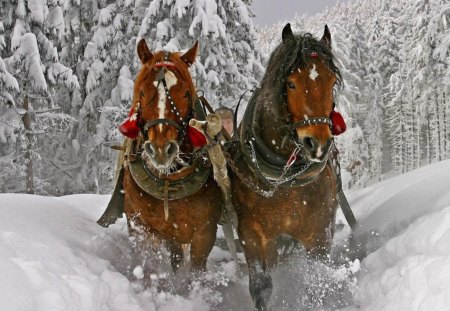 DASHING THROUGH THE SNOW - horses, ice, forests, sleigh, harness, seasons, winter, christmas