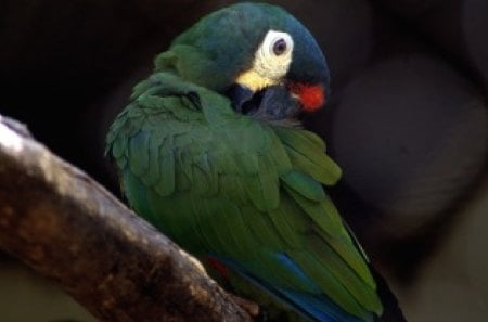 *** Green Parrot *** - zwierzeta, papuga, zielona, ptaki