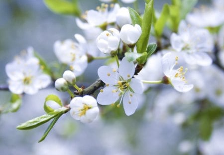 *** Sakura *** - wisnia, kwiaty, natura, sakura