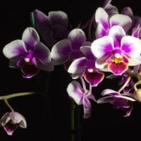 *** Orchids ***