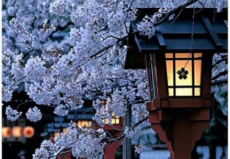 ❉ cherryblossoms-flower ❉ - night, light, blossom, cherry