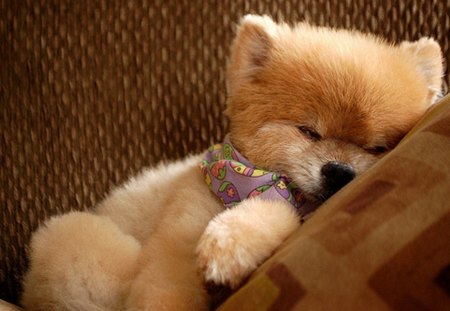 â˜ƒ cute puppy sleepingâ˜ƒ - sleeping, the, puppy, couch, cute, in