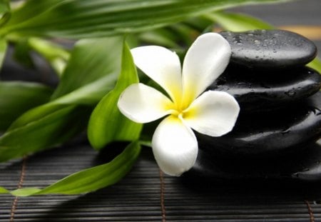 ✿ white flower on black stones✿ - black, white, flo, table, stones