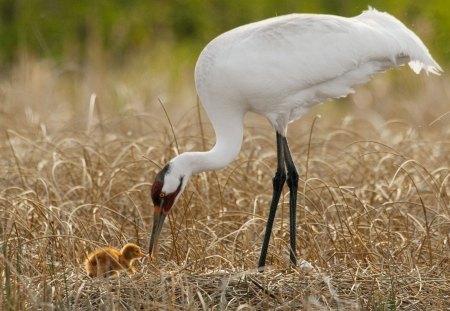 *** Cranes ***